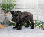 Small Photo #13 Schnauzer (Miniature) Puppy For Sale in BALTIC, OH, USA