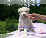Small #6 German Shepherd Dog