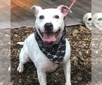 Small #7 American Pit Bull Terrier Mix