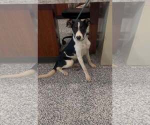 Scout - Male Border Collie Dog for Adoption - Photo #7