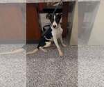 Small Photo #7 Border Collie Puppy For Sale in Highland, IL, USA