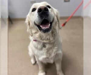 Golden Retriever Dogs for adoption in Aurora, CO, USA