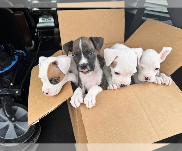 Medium Photo #4 Boxer Puppy For Sale in FAYETTEVILLE, GA, USA
