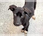 Small Pointer Mix