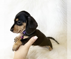 Dachshund Puppy for Sale in DAVIS, California USA