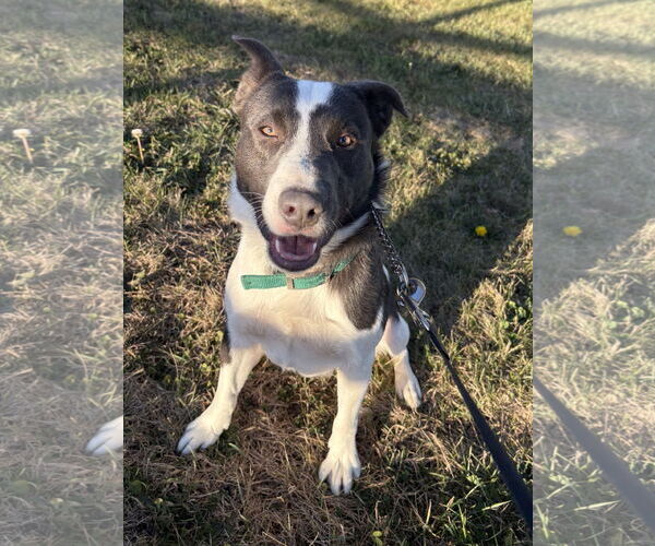 Medium Photo #1 American Pit Bull Terrier-Unknown Mix Puppy For Sale in Estherville, IA, USA