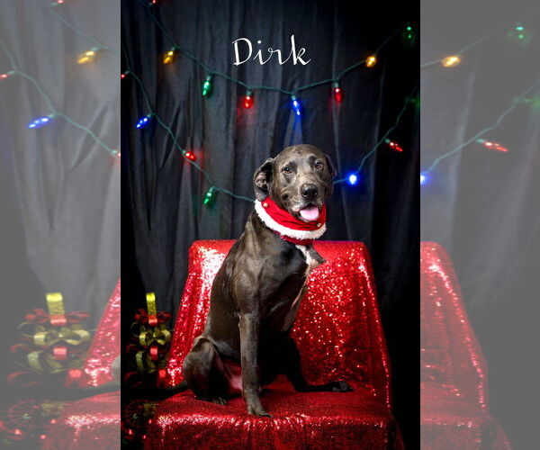 Medium Photo #2 Labrador Retriever-Unknown Mix Puppy For Sale in North Myrtle Beach, SC, USA