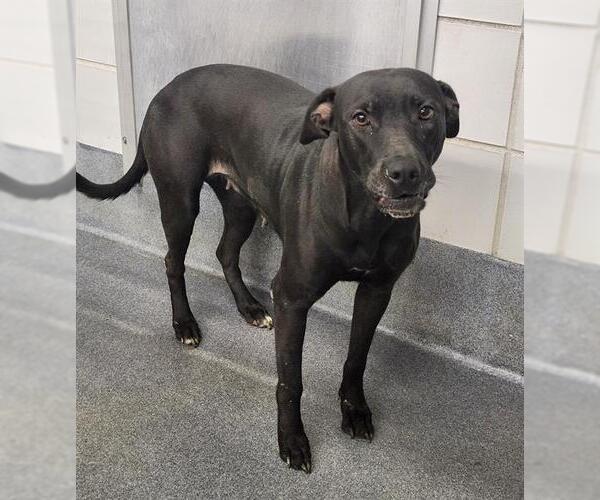 Medium Photo #1 American Staffordshire Terrier-Unknown Mix Puppy For Sale in San Antonio, TX, USA
