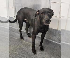 American Staffordshire Terrier-Unknown Mix Dogs for adoption in San Antonio, TX, USA