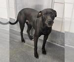 Small American Staffordshire Terrier Mix