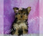 Puppy Chanel Yorkshire Terrier