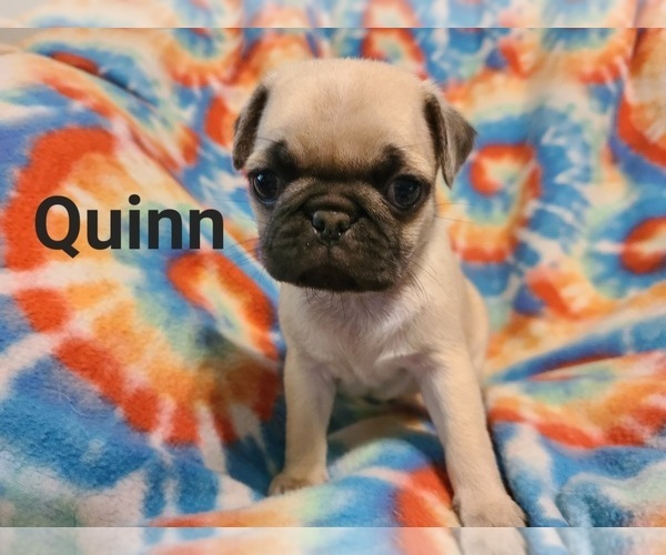 Medium Photo #7 Pug Puppy For Sale in MANGHAM, LA, USA
