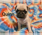 Puppy Quinn Pug