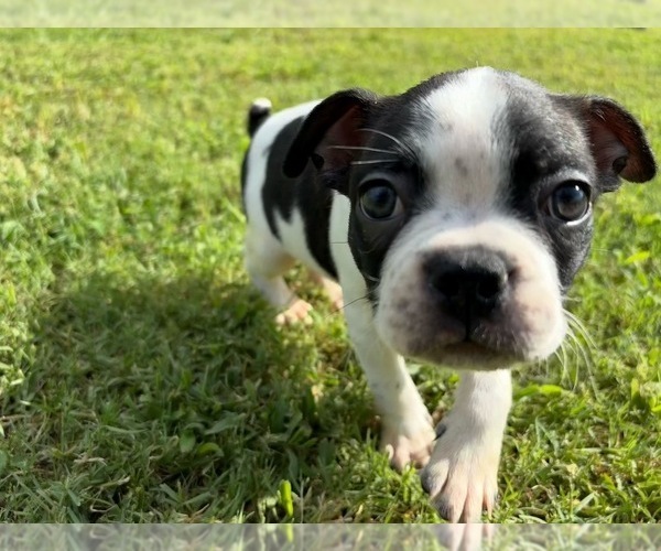Medium Photo #2 Boston Terrier Puppy For Sale in BROKEN ARROW, OK, USA