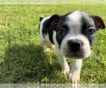 Small Photo #3 Boston Terrier Puppy For Sale in BROKEN ARROW, OK, USA