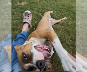 Winnie (The boxer) - Female Boxer-Unknown Mix Dog for Adoption - Photo #11