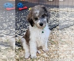 Small #2 Poodle (Standard)