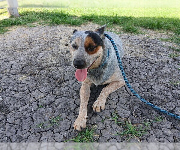 Medium Photo #1 Mutt Puppy For Sale in Corpus Christi, TX, USA