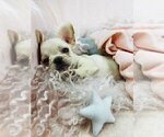 Small #24 French Bulldog