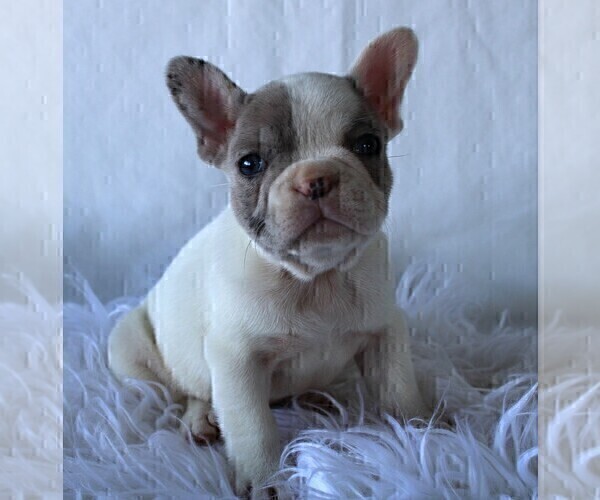 Medium Photo #4 French Bulldog Puppy For Sale in ROCK STREAM, NY, USA