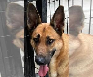 German Shepherd Dog Dogs for adoption in Texas City, TX, USA