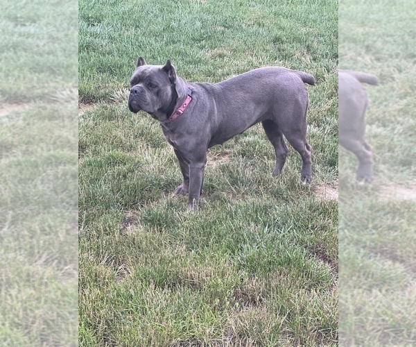 Medium Photo #5 Cane Corso Puppy For Sale in VAN BUREN TWP, MI, USA
