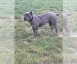 Small #4 Cane Corso