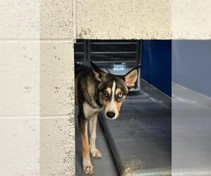 Mutt Dogs for adoption in Visalia, CA, USA