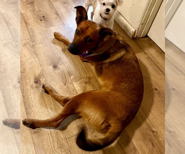 Medium Photo #10 Boxer-Unknown Mix Puppy For Sale in Dana Point, CA, USA