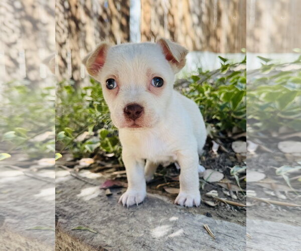 Medium Photo #1 Chihuahua-Unknown Mix Puppy For Sale in Marina Del Rey, CA, USA