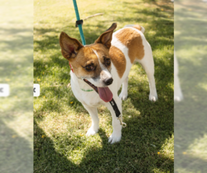 Chi-Corgi Dogs for adoption in Chandler, AZ, USA