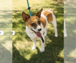 Small Chi-Corgi