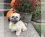 Small Photo #5 Shih Tzu Puppy For Sale in KIRKSVILLE, MO, USA