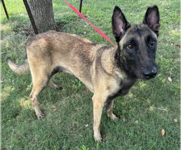 Medium Photo #1 Mutt Puppy For Sale in Texas City, TX, USA