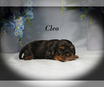 Small #5 Cavalier King Charles Spaniel