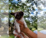Small Photo #8 Chihuahua Puppy For Sale in CANYON LAKE, TX, USA