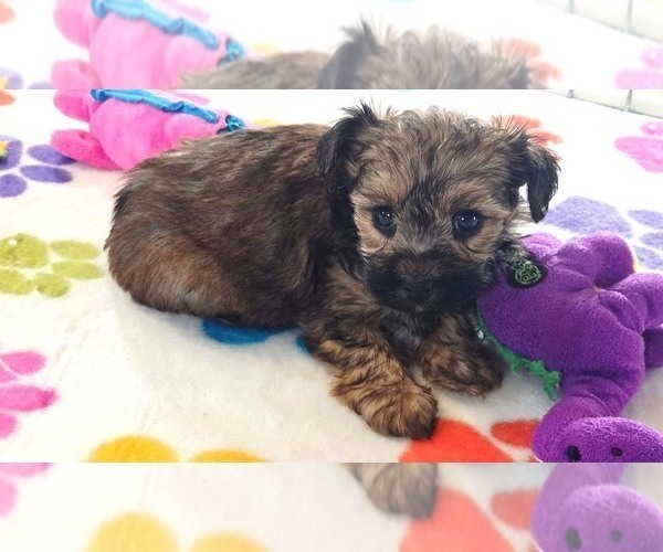 Medium Photo #13 Yorkipoo Puppy For Sale in ORO VALLEY, AZ, USA