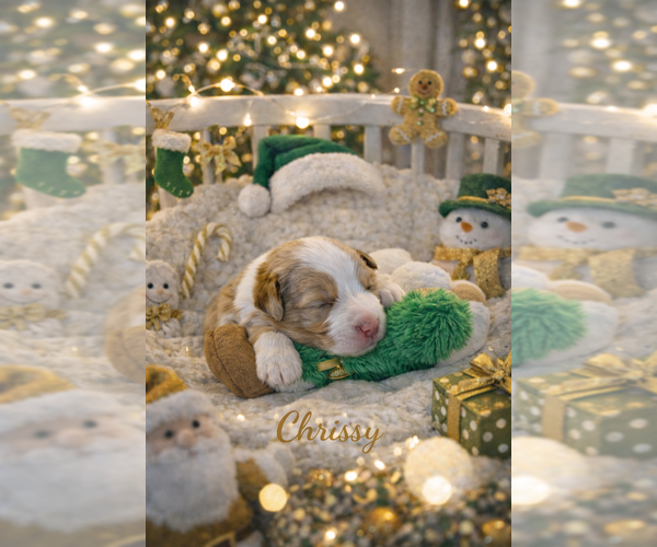 Medium Photo #3 Miniature Australian Shepherd Puppy For Sale in ANTHONY, FL, USA