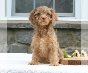 Cavapoo Puppy for Sale in NARVON, Pennsylvania USA