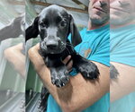 Small #2 Mutt
