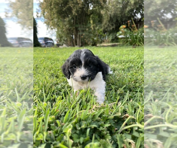 Medium Photo #5 Cavapoo Puppy For Sale in OLYMPIA, WA, USA