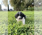 Small #4 Cavapoo