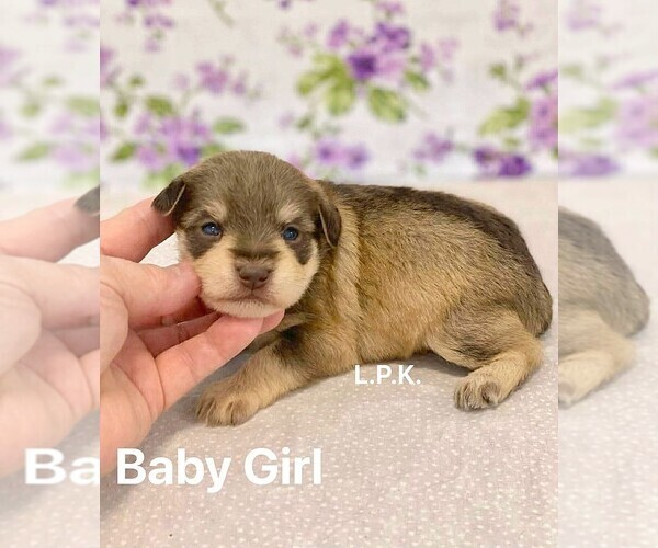 Medium Photo #2 Schnauzer (Miniature) Puppy For Sale in WINNSBORO, LA, USA