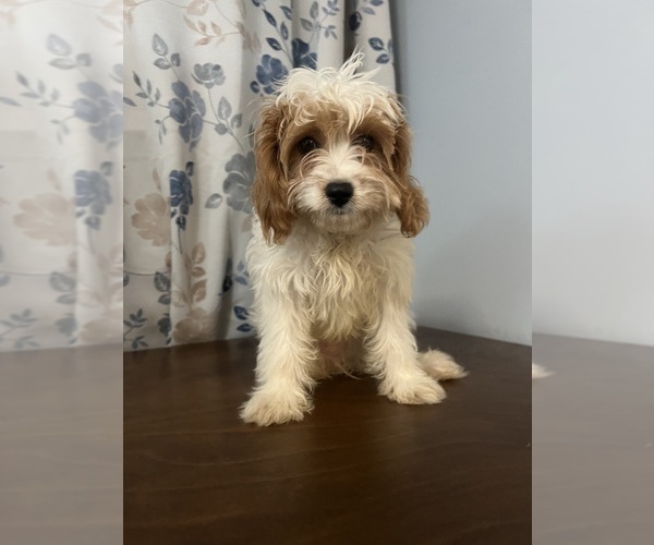 Medium Photo #73 Cavapoo-Poodle (Miniature) Mix Puppy For Sale in DURHAM, CT, USA