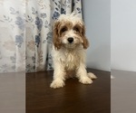 Small #72 Cavapoo-Poodle (Miniature) Mix