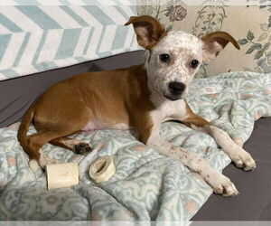 Mutt Dogs for adoption in Sheboygan, WI, USA