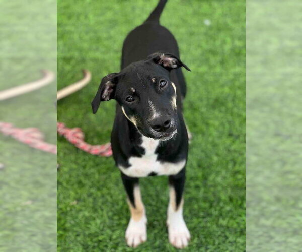 Medium Photo #1 Mutt Puppy For Sale in Calgary, Alberta, Canada