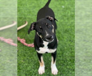 Mutt Dogs for adoption in Calgary, Alberta, Canada