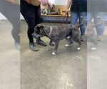 Small #1 American Bandogge mastiff