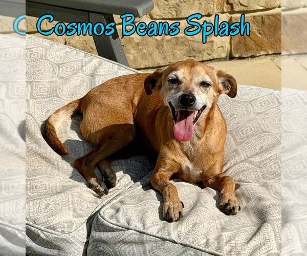 Medium Photo #7 Chiweenie Puppy For Sale in San Antonio, TX, USA